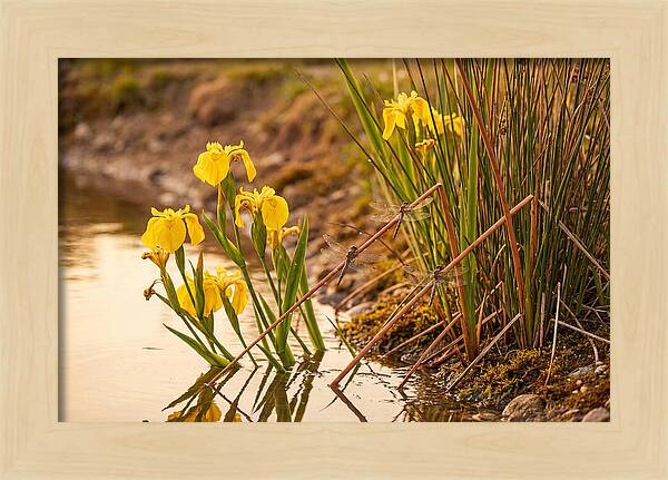 Spring Pond Edge Serenity
