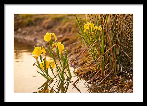 Spring Pond Edge Serenity