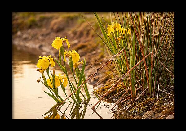 Spring Pond Edge Serenity