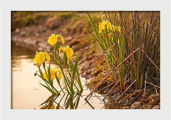 Spring Pond Edge Serenity