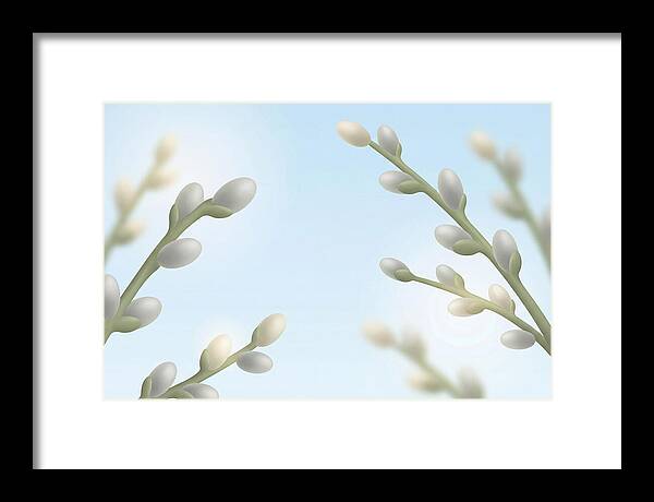 Spring Pussy Willow Catkins