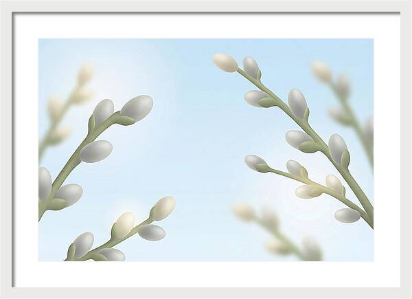 Spring Pussy Willow Catkins