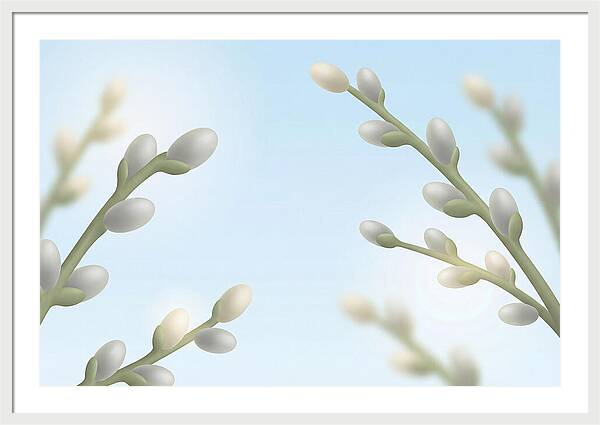 Spring Pussy Willow Catkins