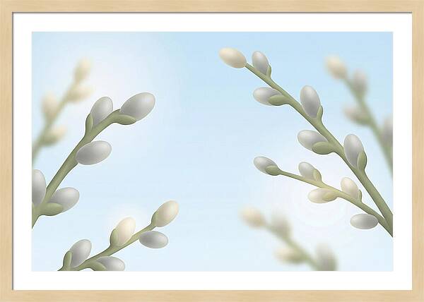 Spring Pussy Willow Catkins