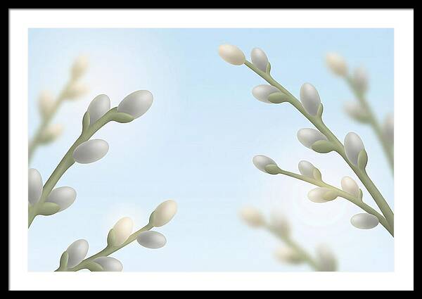 Spring Pussy Willow Catkins