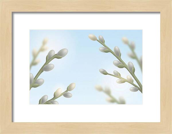 Spring Pussy Willow Catkins