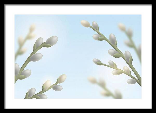 Spring Pussy Willow Catkins