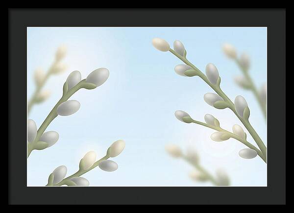 Spring Pussy Willow Catkins