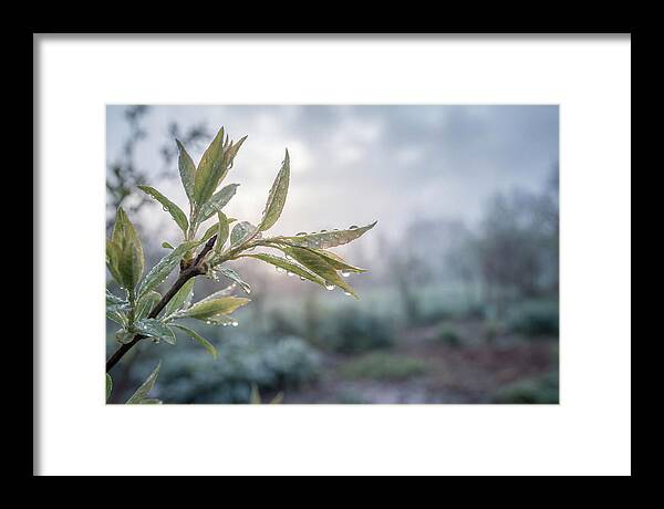 Spring Rain On New Green Leaves