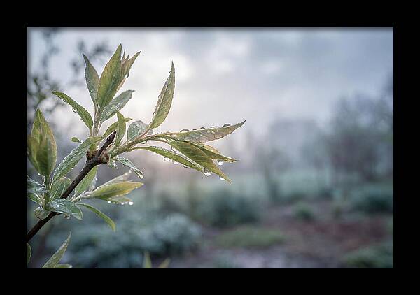 Spring Rain On New Green Leaves