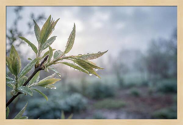 Spring Rain On New Green Leaves