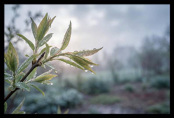Spring Rain On New Green Leaves