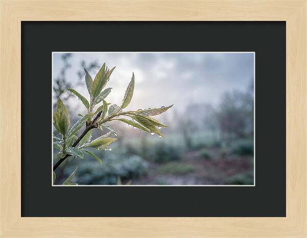 Spring Rain On New Green Leaves