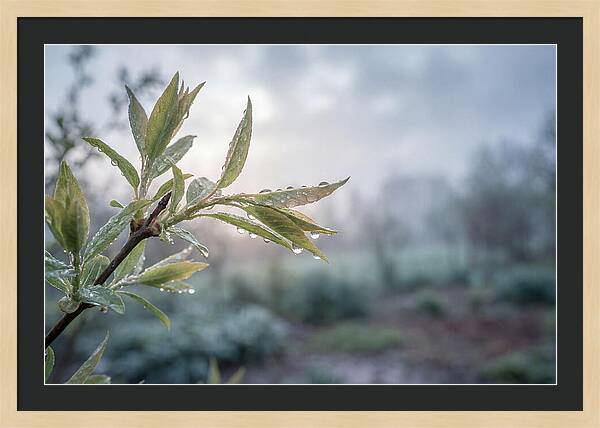 Spring Rain On New Green Leaves