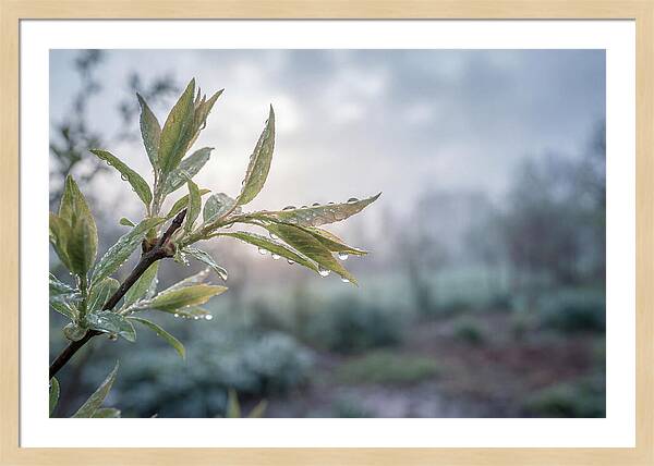 Spring Rain On New Green Leaves