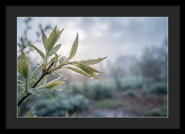 Spring Rain On New Green Leaves