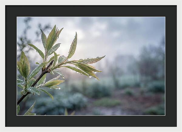 Spring Rain On New Green Leaves