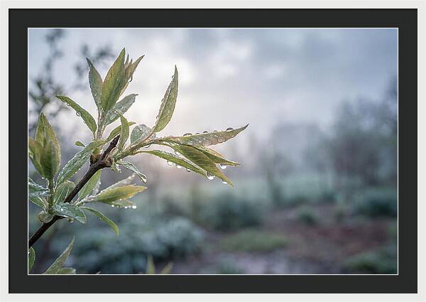 Spring Rain On New Green Leaves