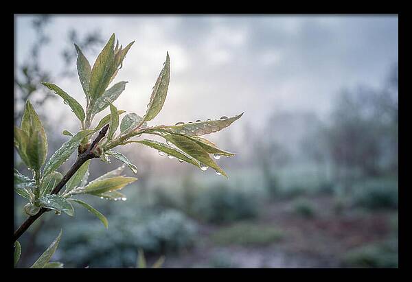 Spring Rain On New Green Leaves