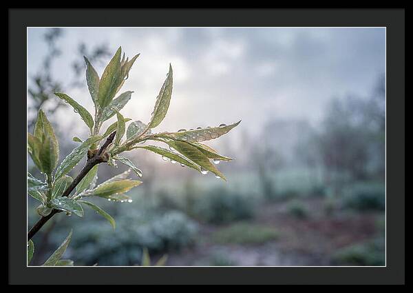 Spring Rain On New Green Leaves