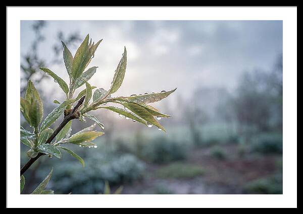 Spring Rain On New Green Leaves