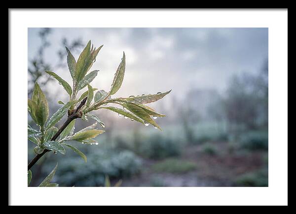 Spring Rain On New Green Leaves