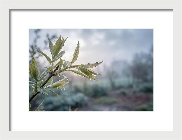 Spring Rain On New Green Leaves