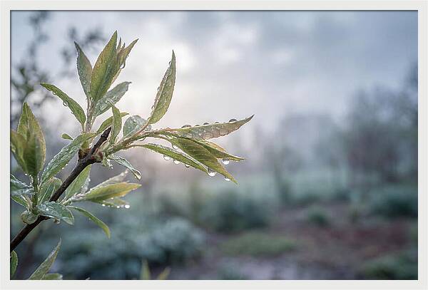 Spring Rain On New Green Leaves