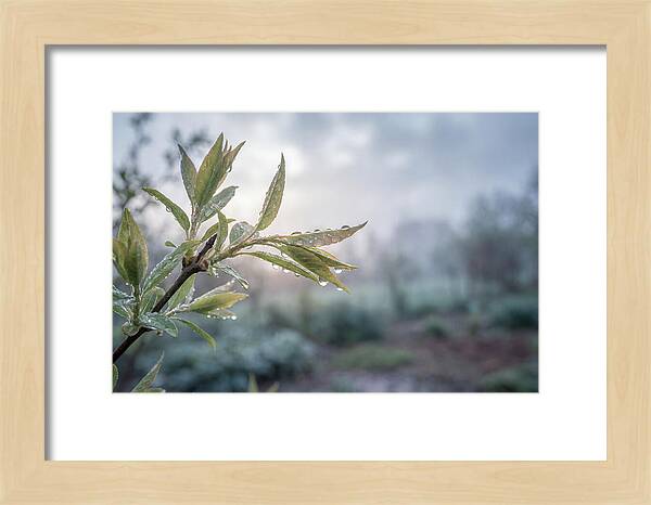 Spring Rain On New Green Leaves