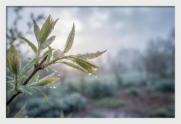 Spring Rain On New Green Leaves
