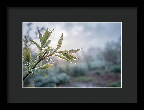 Spring Rain On New Green Leaves
