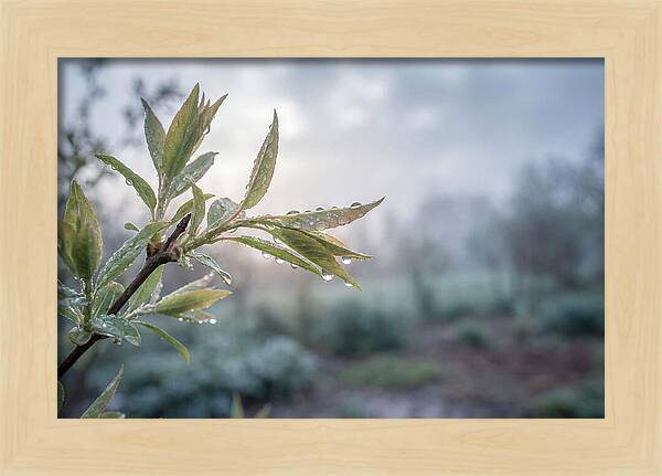 Spring Rain On New Green Leaves