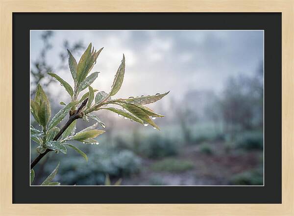 Spring Rain On New Green Leaves