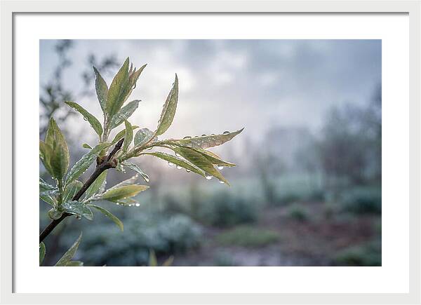 Spring Rain On New Green Leaves