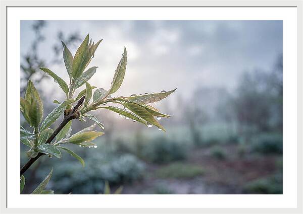 Spring Rain On New Green Leaves