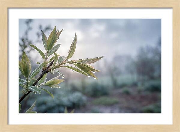 Spring Rain On New Green Leaves