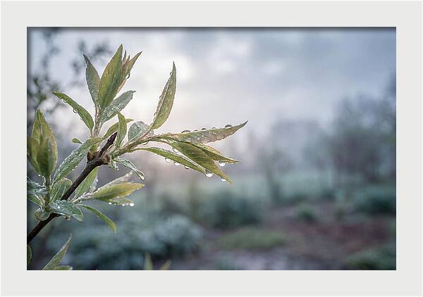 Spring Rain On New Green Leaves