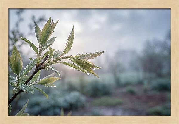 Spring Rain On New Green Leaves