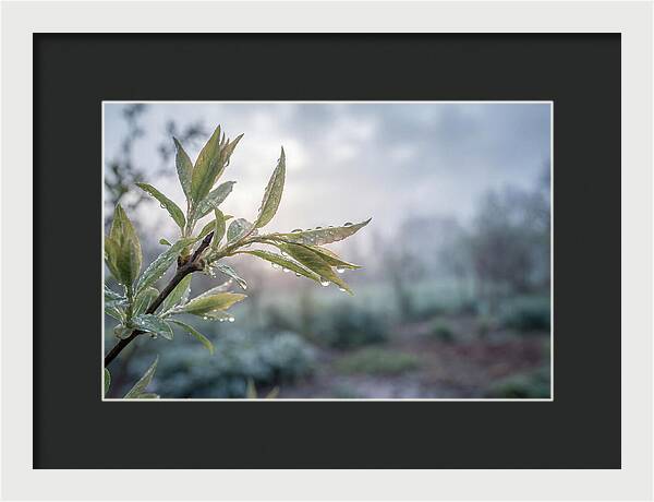 Spring Rain On New Green Leaves