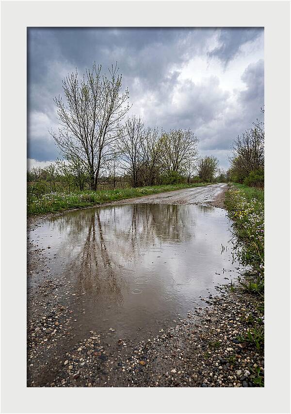 Spring Rain Reflections