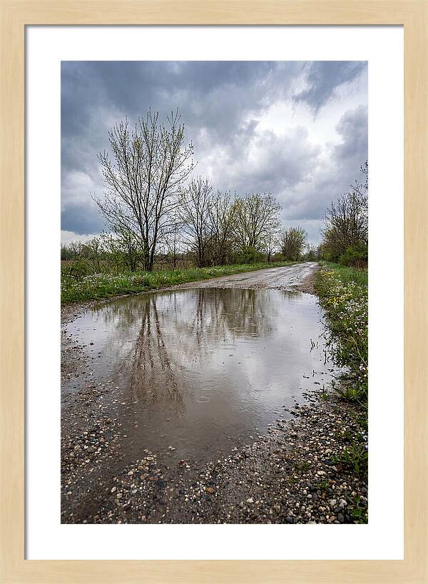 Spring Rain Reflections