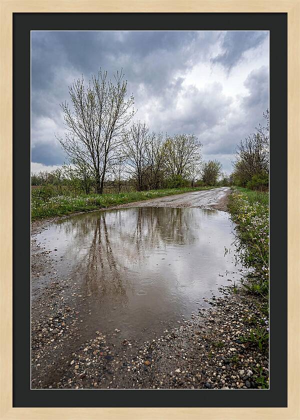 Spring Rain Reflections