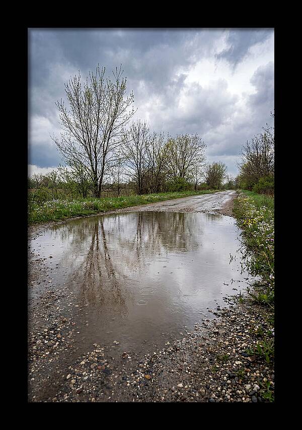 Spring Rain Reflections