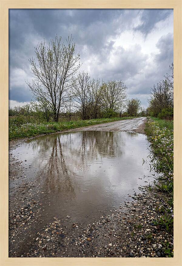 Spring Rain Reflections