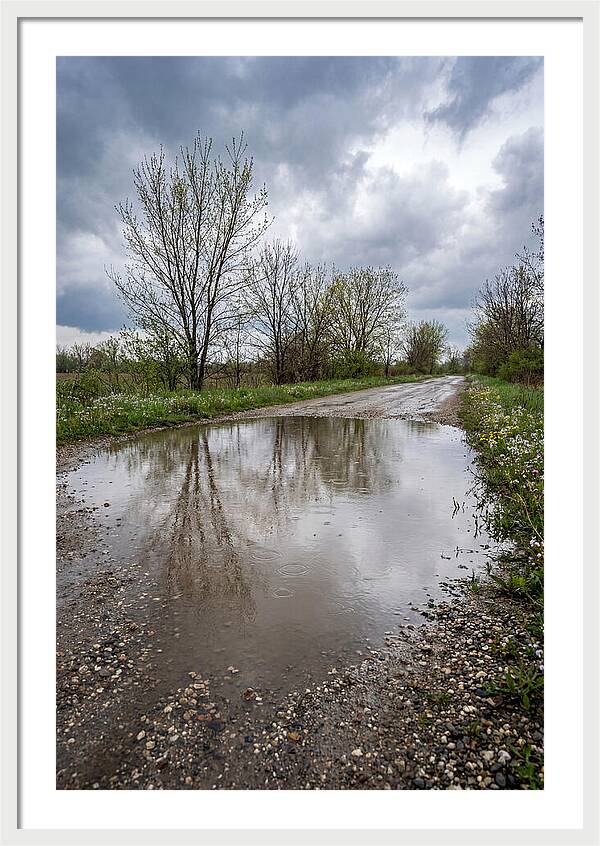 Spring Rain Reflections