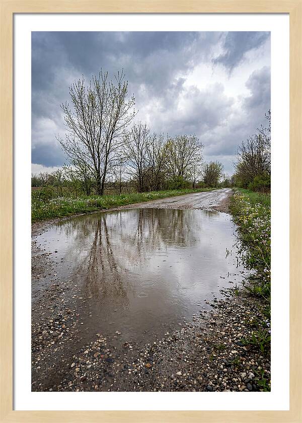 Spring Rain Reflections