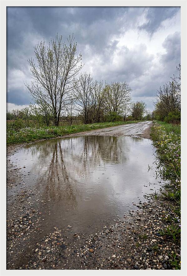 Spring Rain Reflections