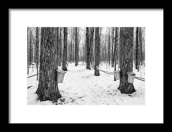 Spring Sap Collection In The Forest