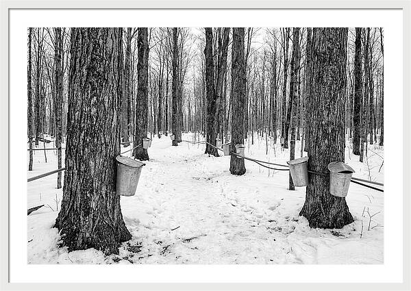 Spring Sap Collection In The Forest