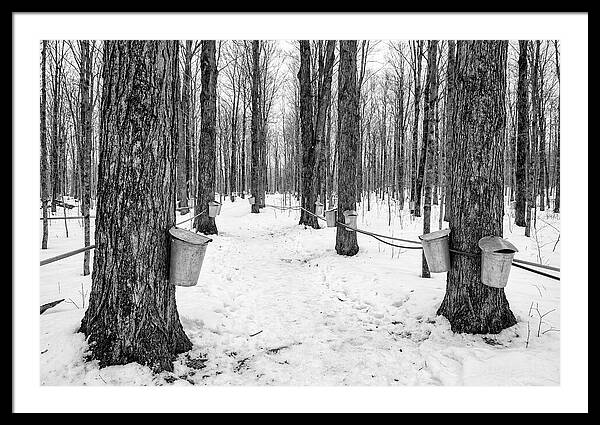 Spring Sap Collection In The Forest
